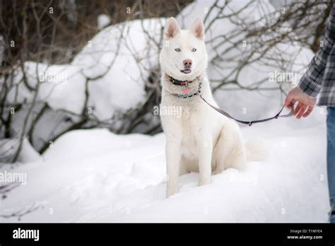 White Siberian Husky Stock Photo - Alamy