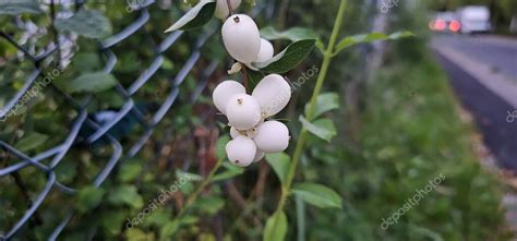 Ramas con bayas blancas de Symphoricarpos albus comúnmente conocido