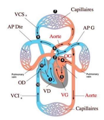 Sem Pompe Cardiaque Physiologie Cartes Quizlet