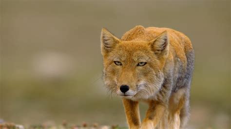 Tibetan Fox(Wha-mo in Tibetan), love those eyes. : r/foxes