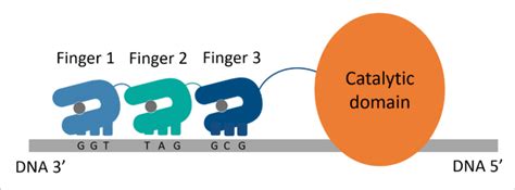 Structure of a zinc-finger recombinase. Three zinc-finger motifs are ...