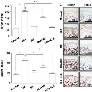 Effects Of MF On Knee Joint Swelling In MIA Induced OA Rats The Rats