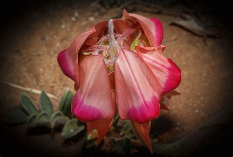 Pink Sturt S Desert Pea Growing At Mildura S Botanic Gard Flickr