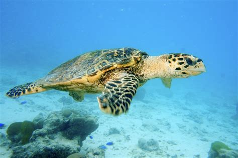 Hawksbill Sea Turtle - Revista Landuum