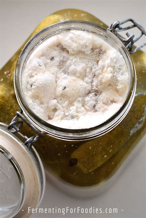 Preventing Kahm Yeast and Mold in Fermentation - Fermenting for Foodies