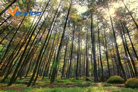 5 Hutan Pinus Bogor, Cocok Banget Buat Liburan Akhir Pekan