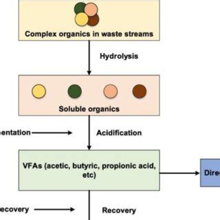 Figure2 Diagrammatic Representation Of The Generation And Recovery Of