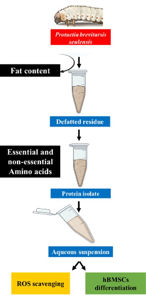 Schematic Illustration Of Protein Extraction From Protaetia Brevitarsis