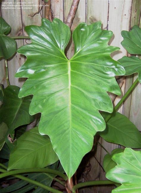 Plantfiles Pictures Philodendron Species Philodendron Lacerum By