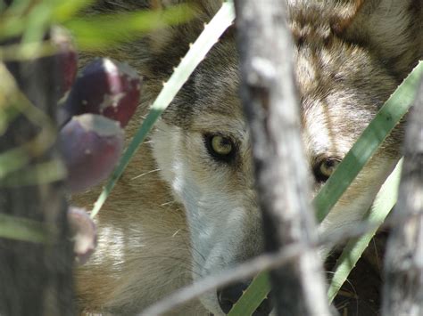 White Wolf : Extremely endangered Mexican Gray wolves need our help to survive