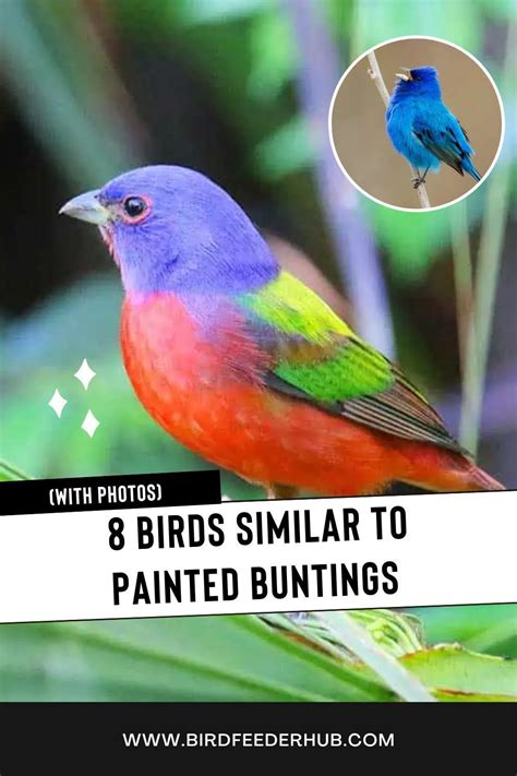 How To Attract Grosbeak To Your Yard Artofit