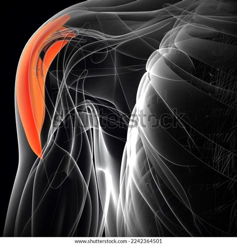 Human Male Deltoid Posterior Muscle Anatomy Stock Illustration ...