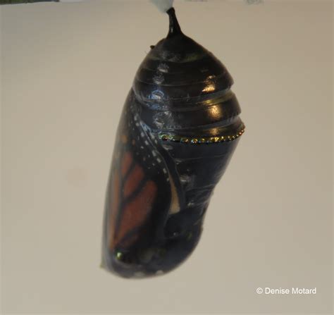 Chrysalis