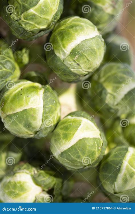 Couve De Bruxelas Em Plantas Fechadas Foto De Stock Imagem De