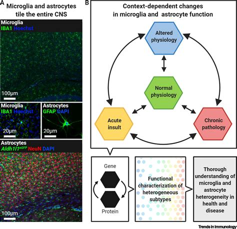 Microglia And Astrocytes In Disease Dynamic Duo Or Partners In Crime