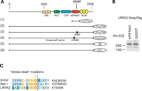 A Overview Of Lrrk2 Domain Structure And Constructs Used In This