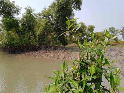 Sundarban Mangrove Forest In India Stock Photo Image Of Vegetation