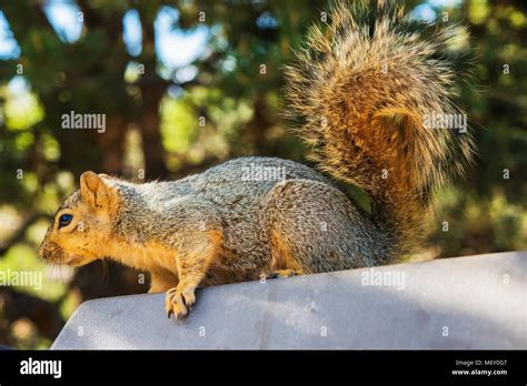 spring squirrel activity adult squirrel   sun stock photo alamy