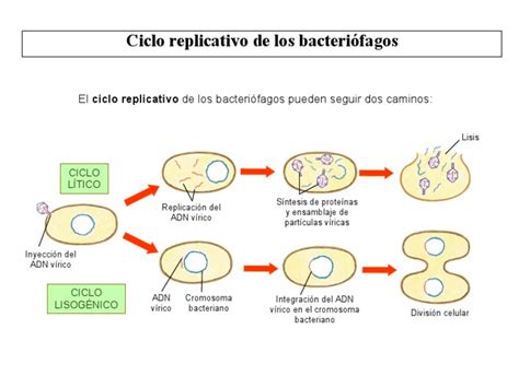 Ciclo Replicativo De Los Bacteriófagos