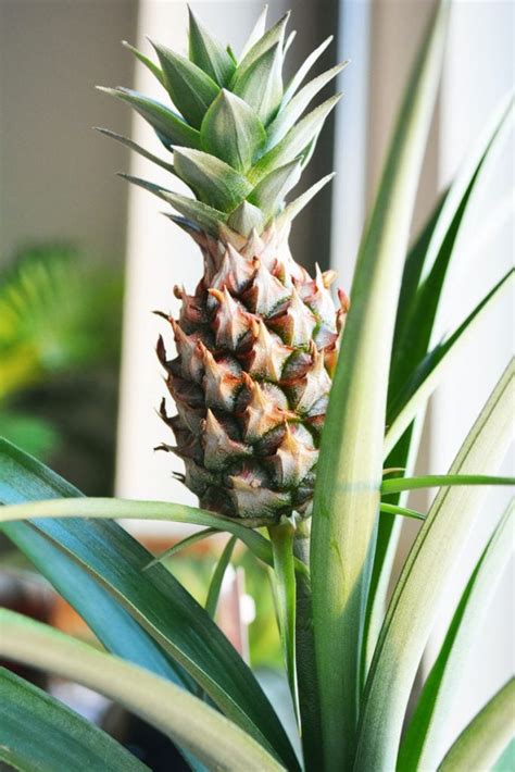 Pineapple Plant: Growing & Caring Guide