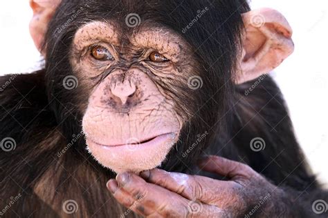 Confused Chimpanzee Stock Image Image Of Chimp Wild 9078753