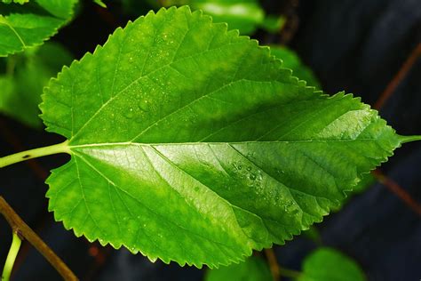 Black mulberry leaf i | Whiteknights biodiversity