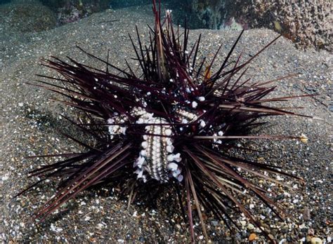 Deadly Red Sea Epidemic Wiped Out Sea Urchins Green Prophet