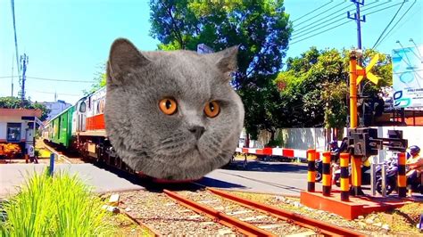 Gaes Kereta Apinya Bisa Berubah Jadi Kucing Tuh YouTube