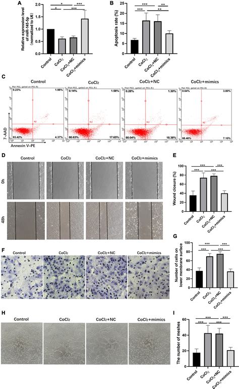 Frontiers Lncrna Tug Promotes Apoptosis Invasion And Angiogenesis