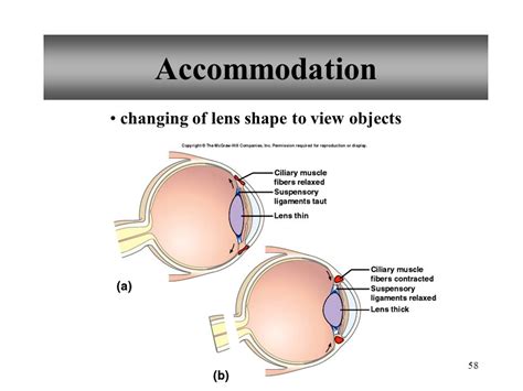 Powerpoint Lecture Outlines To Accompany Holes Human Anatomy And