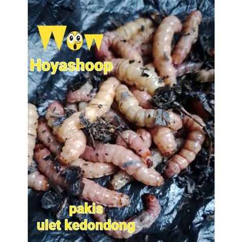 Jual ULET KEDONDONG PAKIS Umpan Alam Gt Lele Bawal Shopee Indonesia