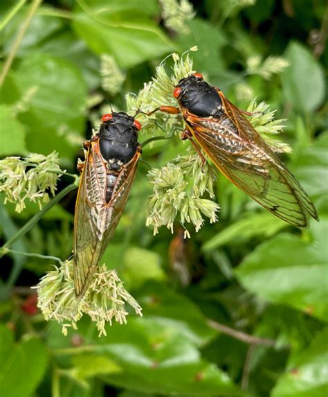 The Cicada Cycle How The Buzzing Bugs Alter Forest Food Chains