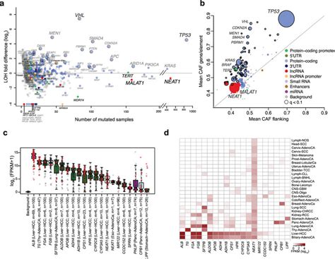 A Transcriptional Process Creates Passenger Mutations In Highly