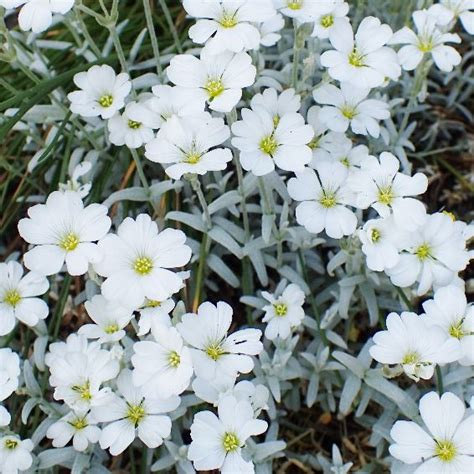 Oreille De Souris CERASTIUM Tomentosum Yo Yo Fleurir Son Jardin