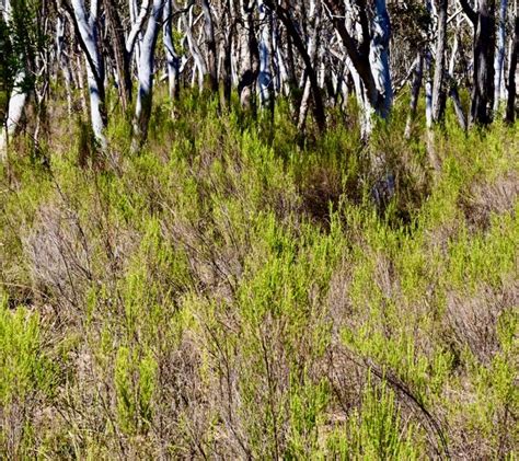 Aad Australian Plants Society