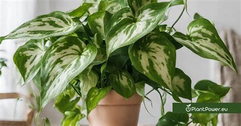 Pothos Epipremnum Aureum Plant Care And Growing Guide Plantpowereu