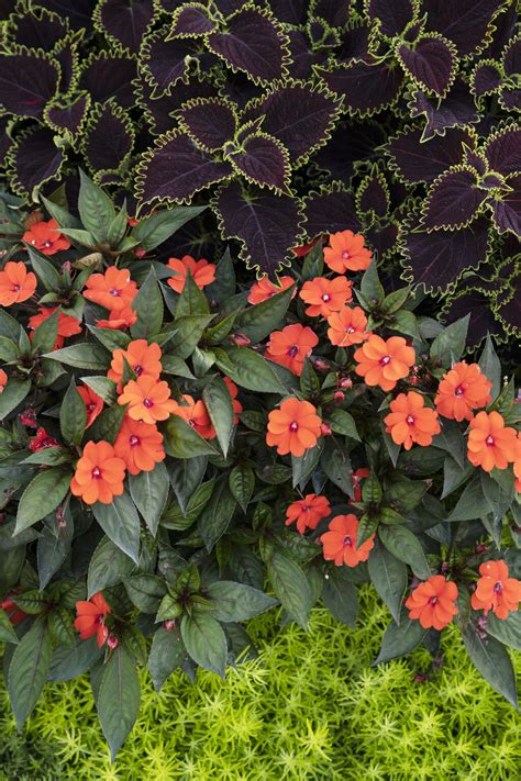 Colorblaze® Wicked Witch™ Coleus Scutellarioides Proven Winners