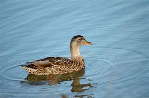 Pato Pájaro Aves Acuáticas Ave Foto gratis en Pixabay Pixabay