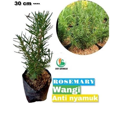 Jual Tanaman Rosemary Anti Nyamuk Shopee Indonesia