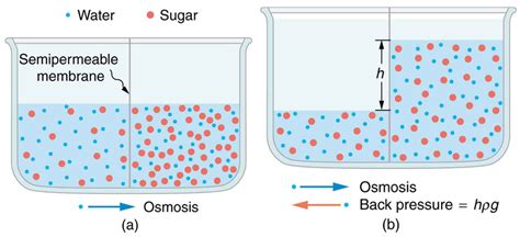 Unit 3 Osmosis Diagram Quizlet