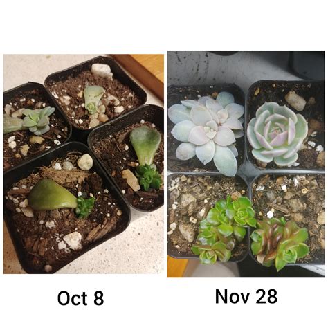 Month and a half of prop growth! : r/succulents