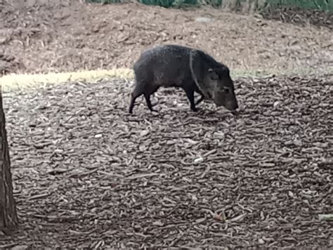 Collared Peccary From Monterrey Mx Nl Mx On May At Am