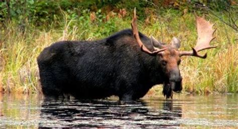 Banff Wildlife Viewing :: Canadian Rockies Adventure Centre