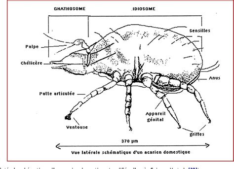 Des Acariens Ou Des Pdf Les Auxiliaires Du Jardin Parc Naturel