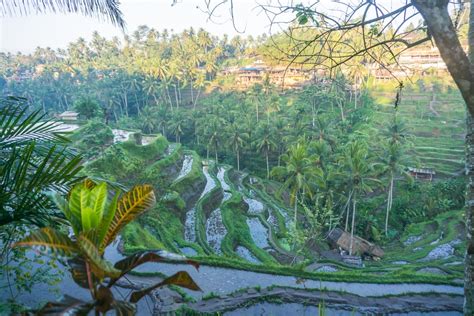 Visiting the Tegallalang rice terrace for sunrise: 17 photos to inspire ...