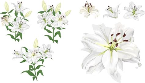 Easter Lily Meaning and Symbolism - Lilies in the Bible, Easter Lily Colors