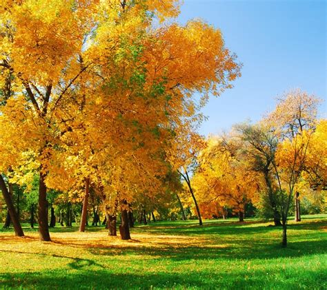 Autumn Screensavers and Wallpaper - WallpaperSafari