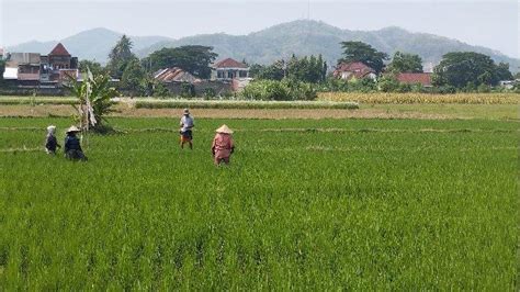 Cara Daftar Petani Milenial 2024 Cek Link Latihanonline Pertanian Go