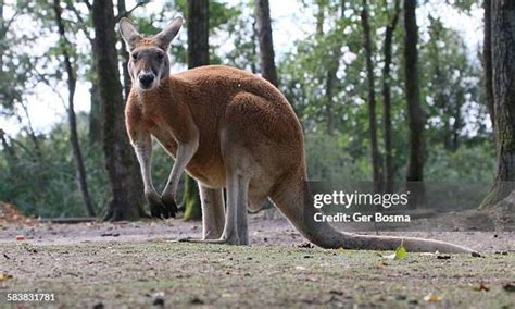 60 Giant Red Kangaroo Stock Photos, High-Res Pictures, and Images ...