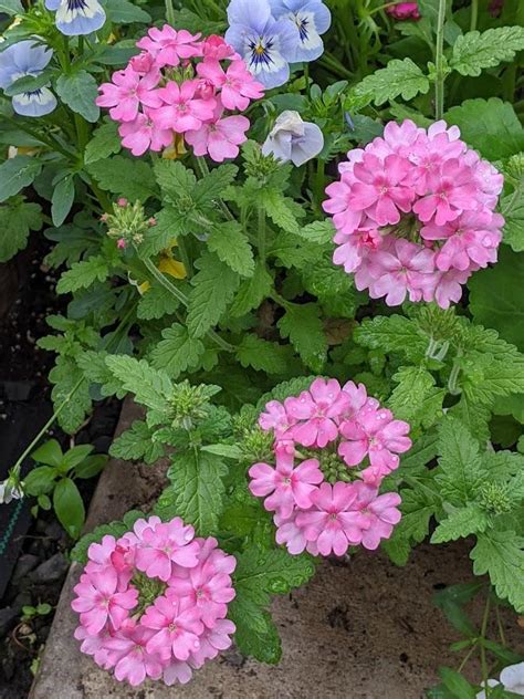 Verbena Verbena X Hybrida Lascar™ Pink